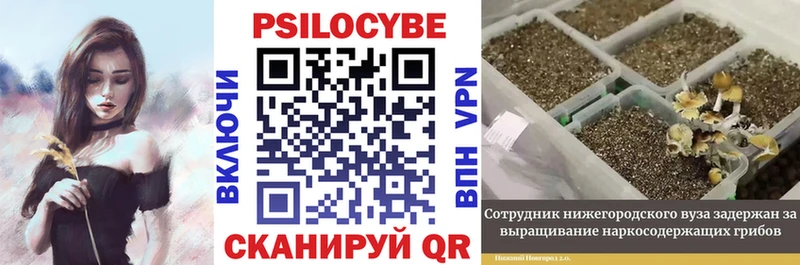 купить закладку  Каргат  Псилоцибиновые грибы MAGIC MUSHROOMS 
